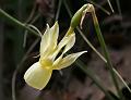 Campainhas-Narciso (Narcissus triandrus)